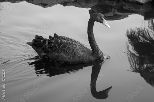 black swan in water