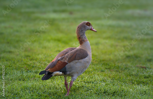 Nilgans auf einer Wiese