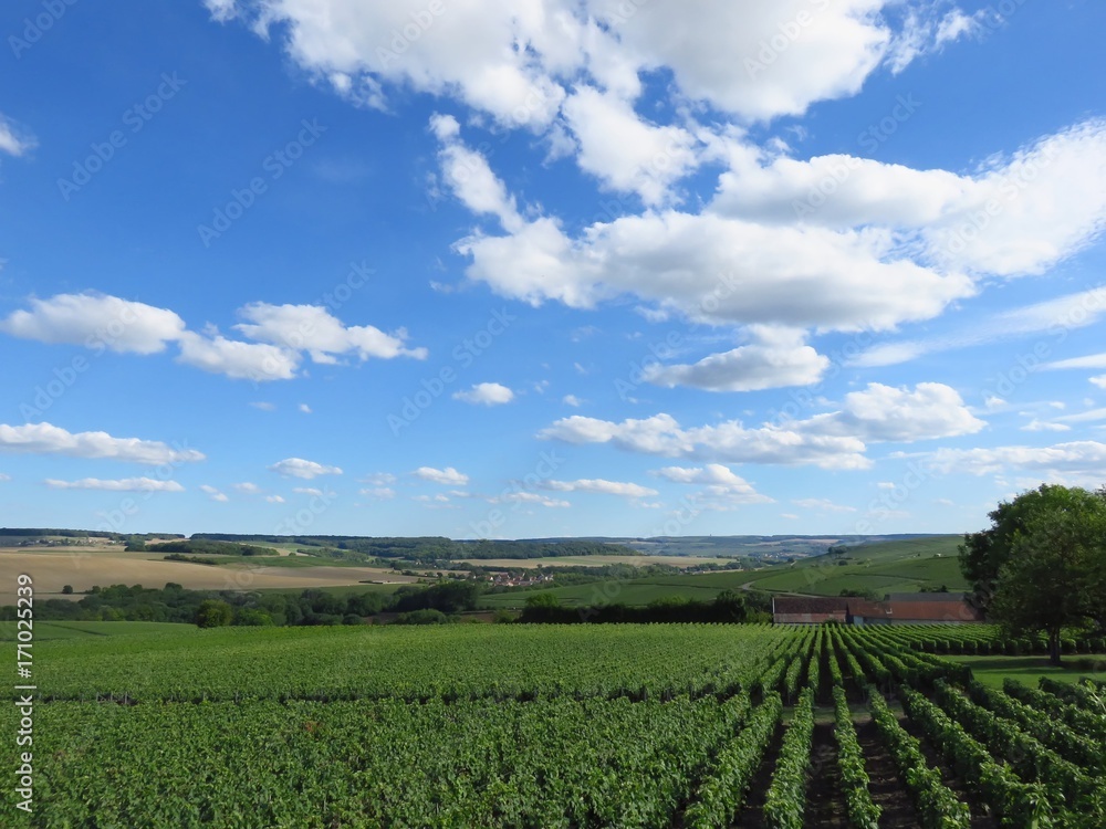 Paysage de vignes sous un ciel bleu, en été, en Champagne (France)