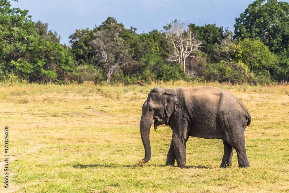 Sri Lankan Elephant eating grass