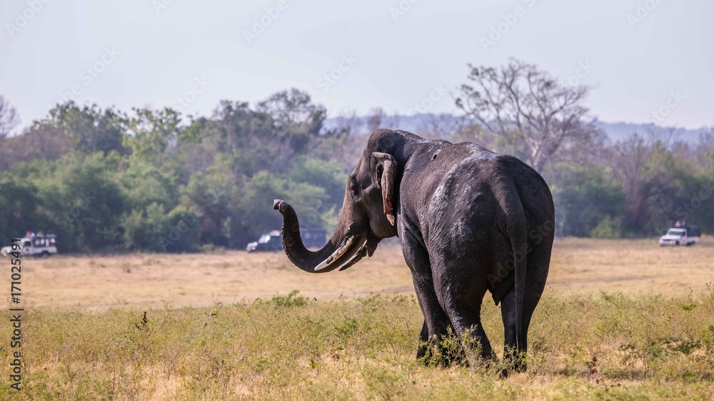 Sri Lankan Elephant looking at the tourist in jeeps