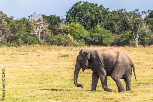Sri Lankan Elephant eating grass