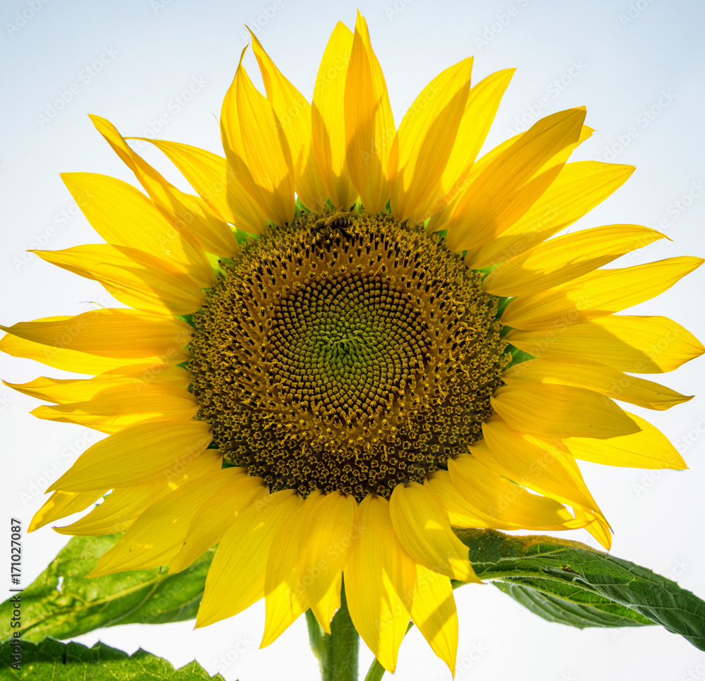 Obraz premium Sunflower