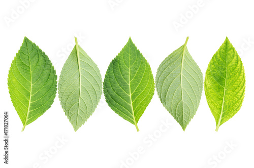 hydrangea leaf on a white background.