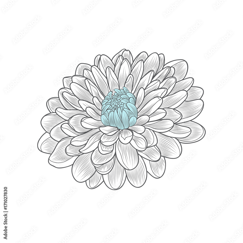 Monochrome floral background. Hand drawing flower chrysanthemum. Element for design.