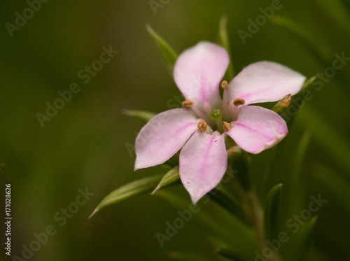 Fototapeta Naklejka Na Ścianę i Meble -  Tiny Disosma Flower in macro