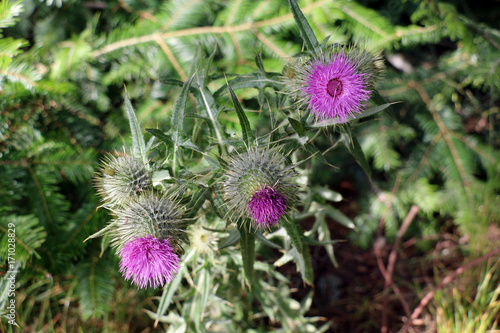 Thistle flower, symbol of Scotland