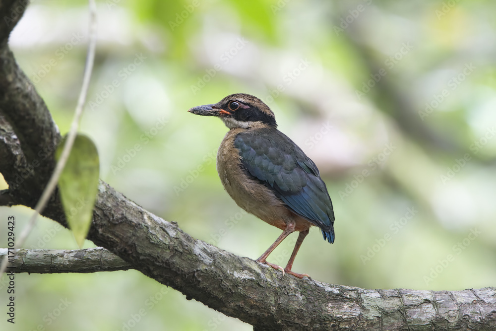 The mangrove pitta (Pitta megarhyncha) is a species of passerine bird in the Pittidae family native to the eastern Indian Subcontinent and western Southeast Asia. The mangrove pitta (Pitta megarhyncha) is a species of passerine bird in the Pittidae family native to the eastern Indian Subcontinent and western Southeast Asia.