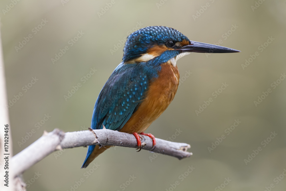 Fototapeta premium The common kingfisher (Alcedo atthis) also known as the Eurasian kingfisher is a small kingfisher. It is resident in much of its range, but migrates from areas where rivers freeze in winter.