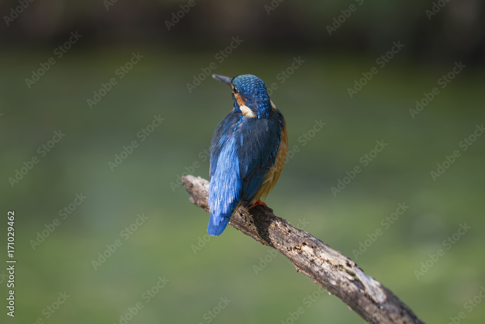 The common kingfisher (Alcedo atthis) also known as the Eurasian kingfisher is a small kingfisher. It is resident in much of its range, but migrates from areas where rivers freeze in winter.
