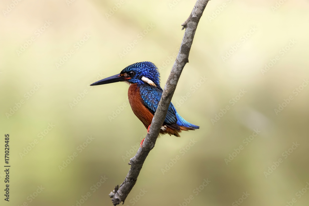 Naklejka premium The blue-eared kingfisher (Alcedo meninting) is found in Asia, ranging across the Indian subcontinent and Southeast Asia. It is found mainly in dense shaded forests where it hunts in small streams.