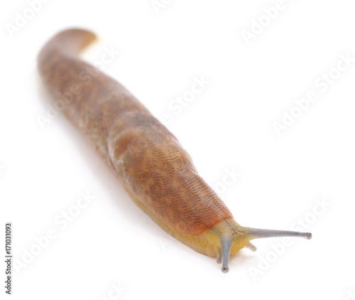Long snail.