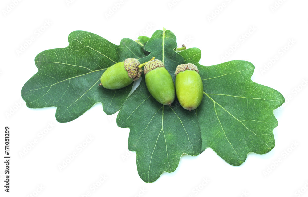 Obraz premium Green acorns.