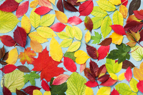 Colorful autumn leaves background top view. Bright fall patterns.