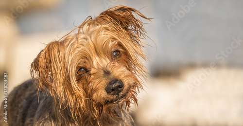 Valokuva Funny dog with curiosity expression