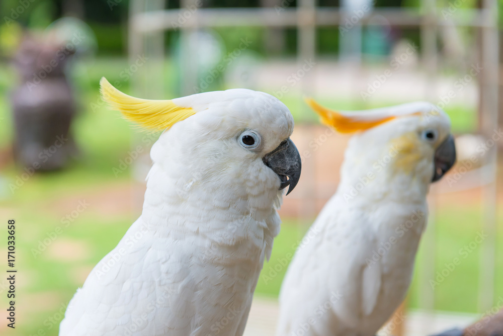 Yellow crested Cockatoo or White Parrot standing on tree in park Yellow crested Cockatoo or White Parrot standing on tree in park