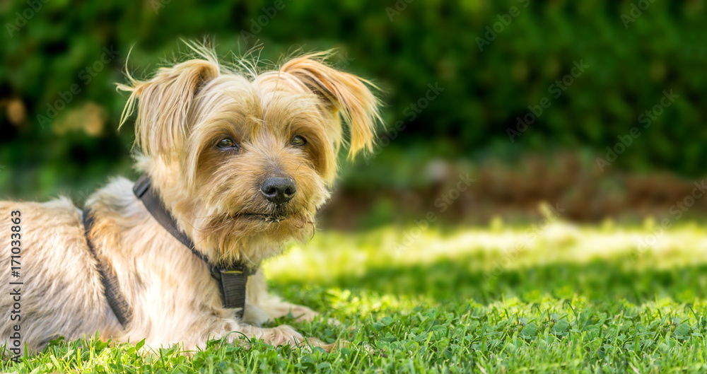 Dog resting in the grass of a park. Copy space, blurred green background. Doggy hairy ear, nose and snout, Yorkshire Terrier brown. Hey what's up, curiosity expression Dog resting in the grass of a park. Copy space, blurred green background. Doggy hairy ear, nose and snout, Yorkshire Terrier brown. Hey what's up, curiosity expression