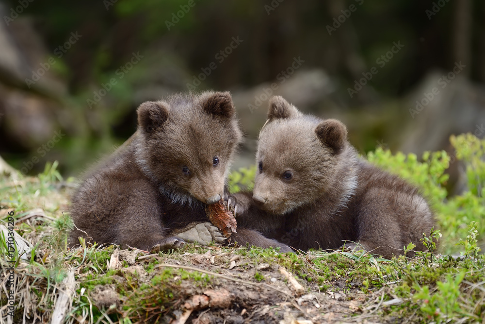 Fototapeta premium Brown bear cub