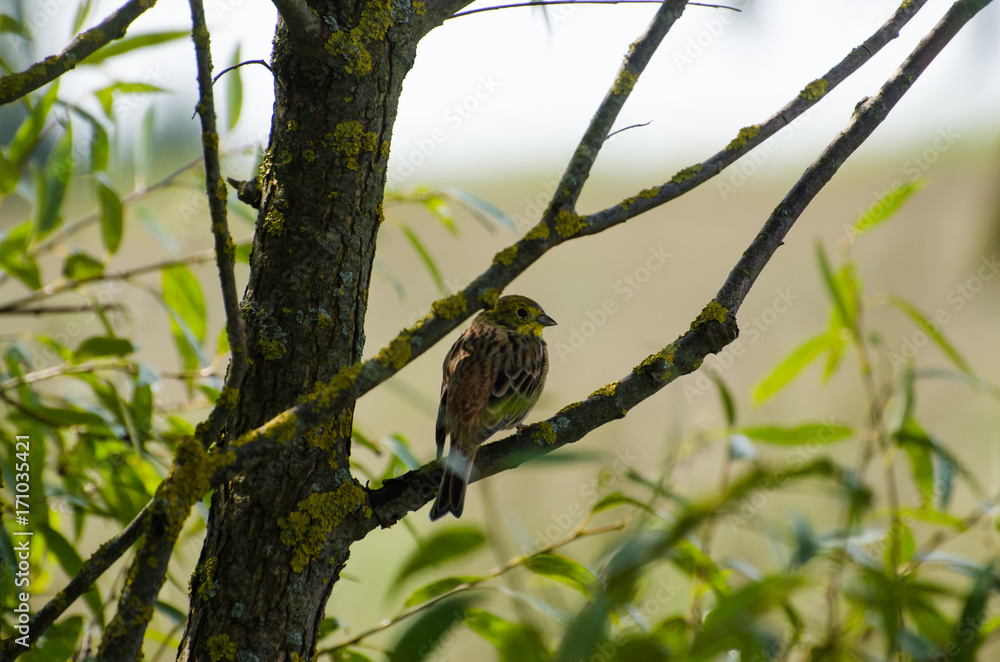 Fototapeta premium Trznadel na wierzbie