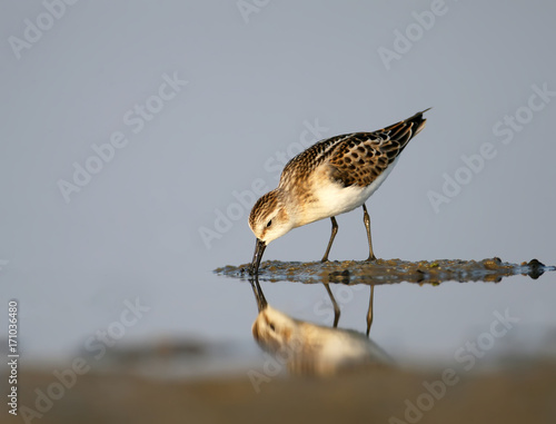 The little stint (Calidris minuta) feeding on shore.