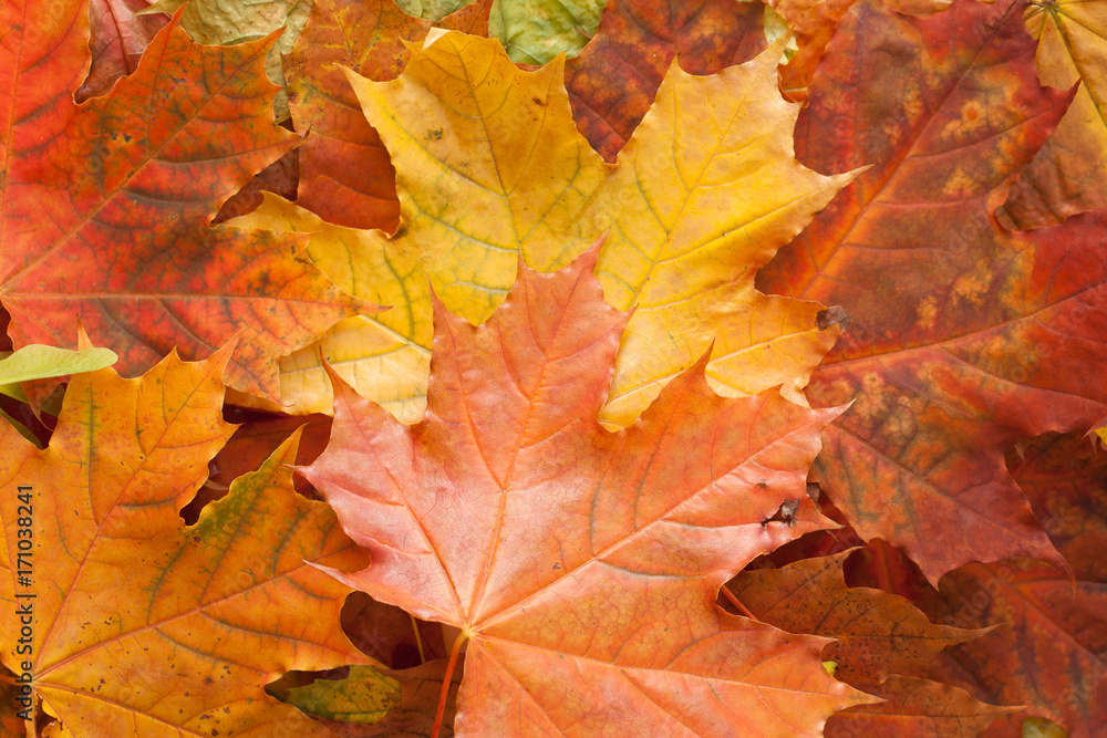 Autumn leaves on white background. Place for text. Autumn leaves on white background. Place for text.