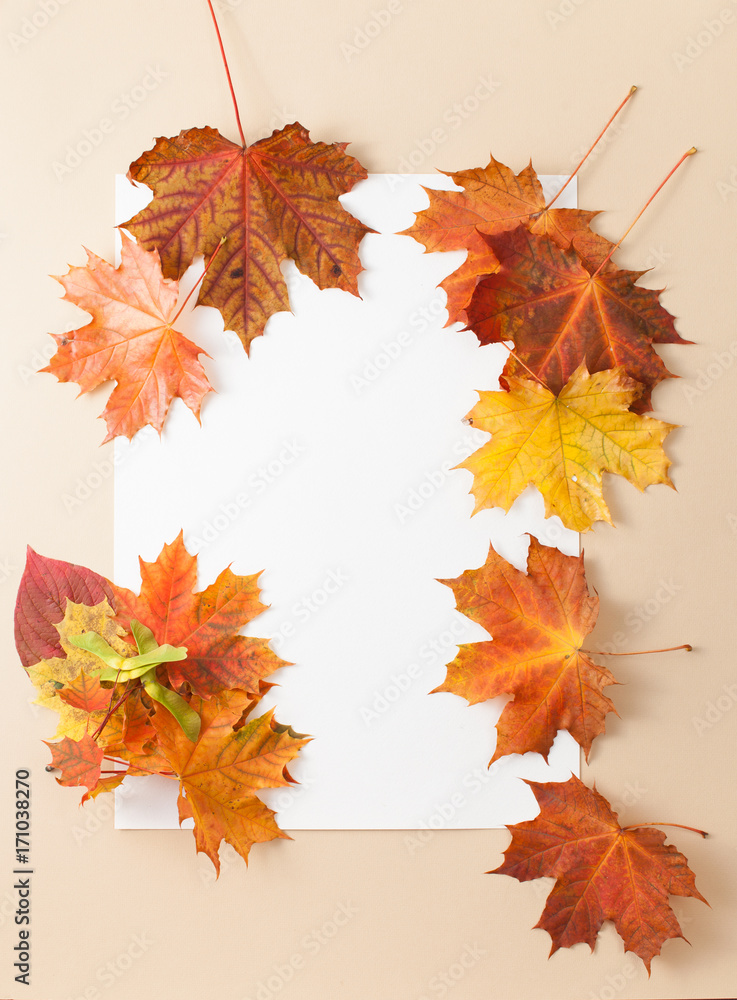 Fototapeta premium Autumn leaves on white background. Place for text.