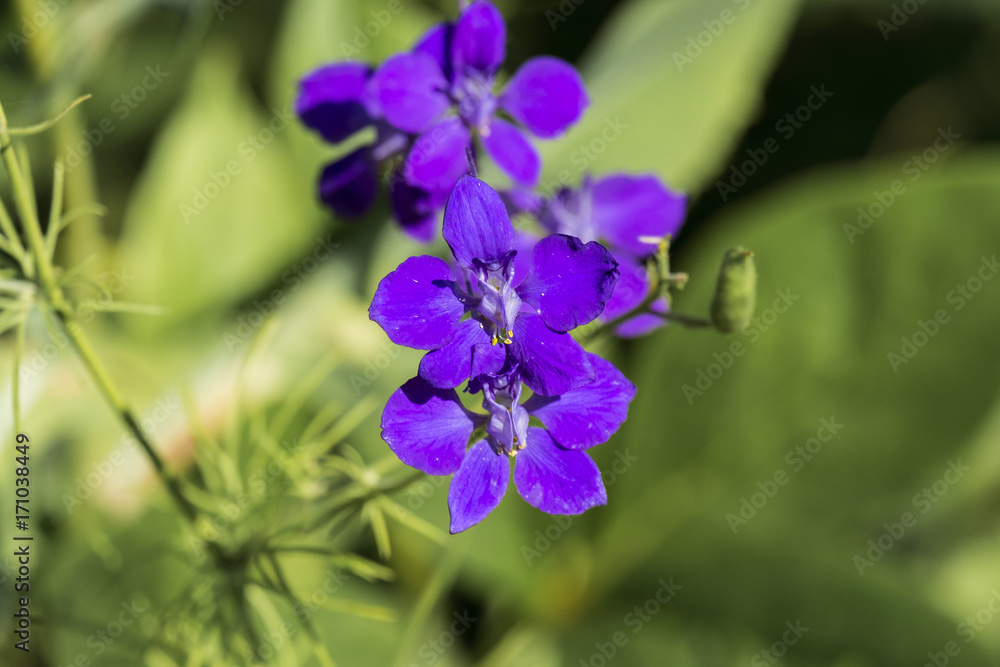 Blue flower with yellow anthers on thin stamens