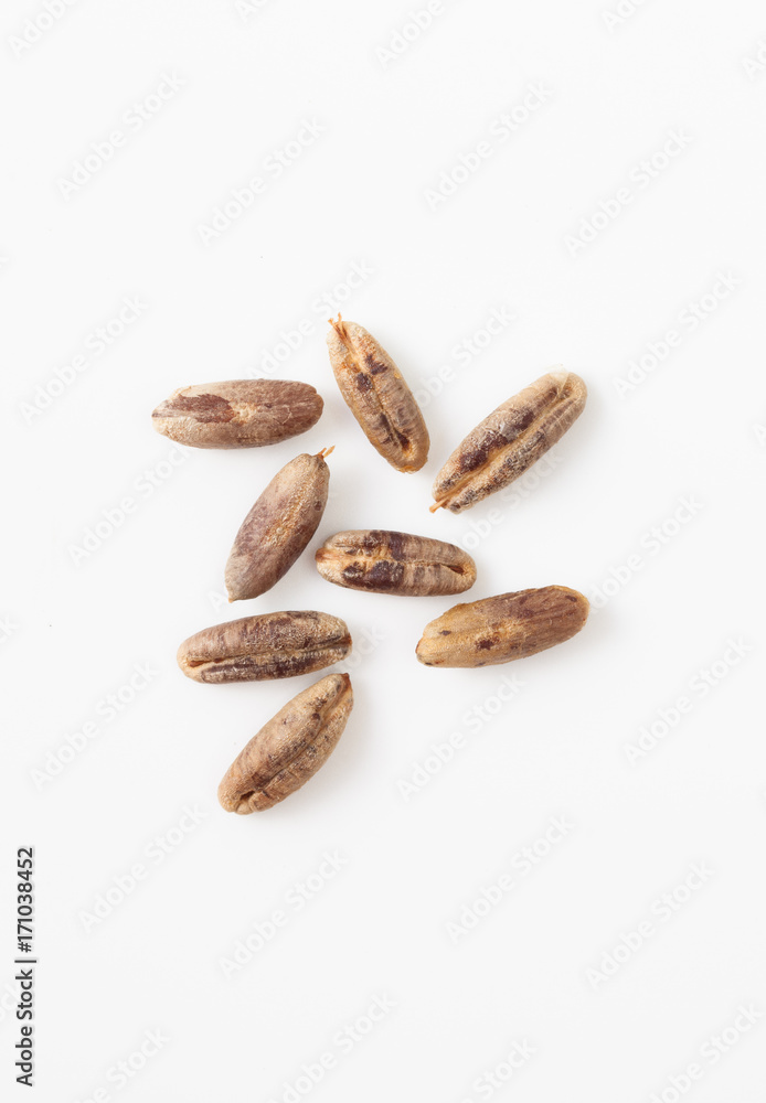 Bone figs on a white background. Place for text. Bone figs on a white background. Place for text.