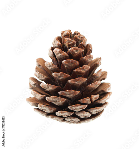 Pine pinecone on a white background. Place for text.