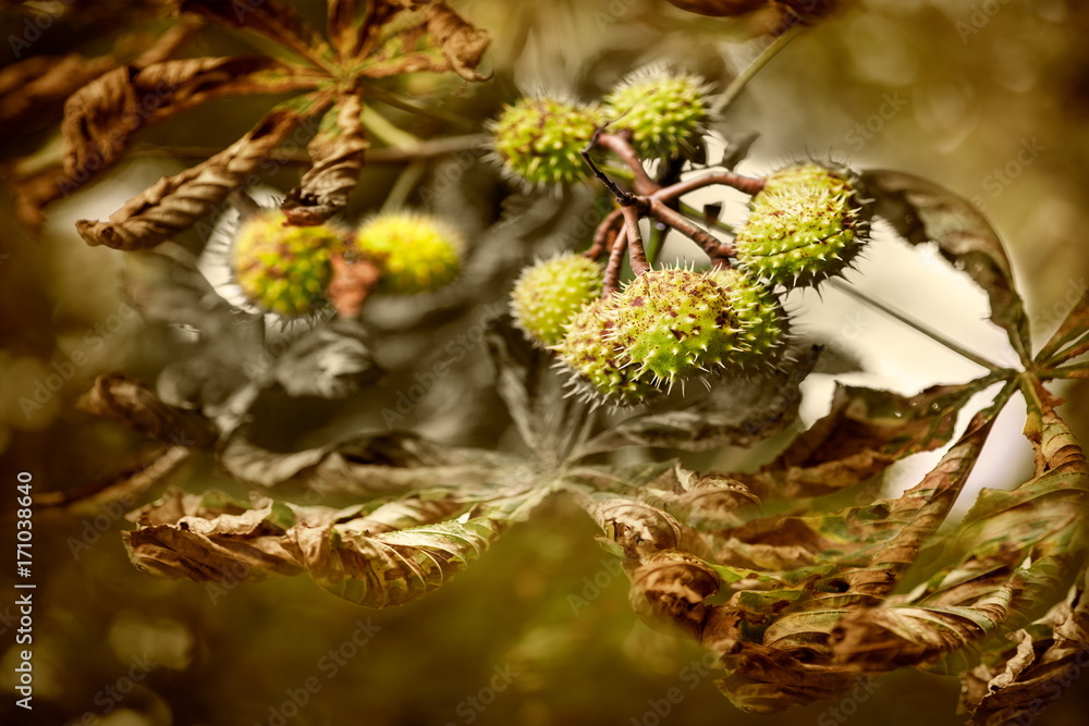Simply autumn time, season, colors and background Simply autumn time, season, colors and background