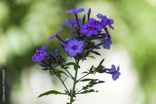 Blue flowers of tubular-funnel-shaped form collected in a complex inflorescence (Phlox paniculata) photo