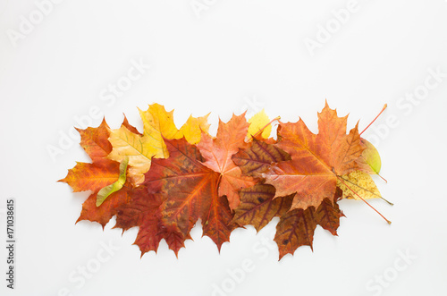 Autumn leaves on white background. Place for text.
