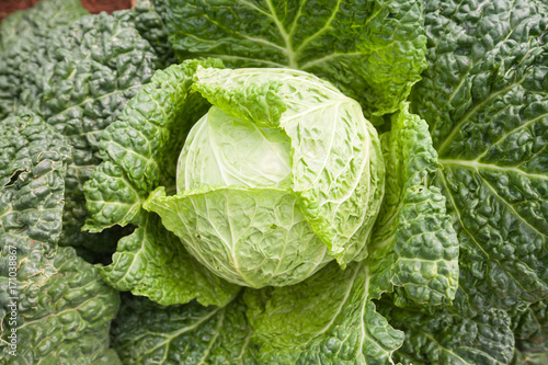 Cabbage is a good source of vitamin K, vitamin C and dietary fiber
