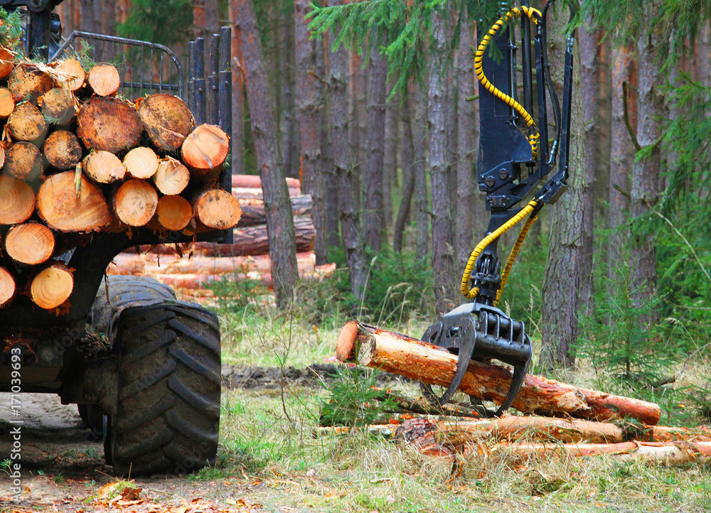 Lumberjack with modern harvester working in a forest. Wood as a source renewable energy. Lumberjack with modern harvester working in a forest. Wood as a source renewable energy.