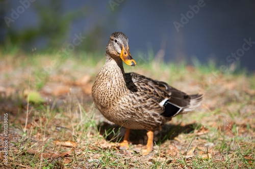 Duck