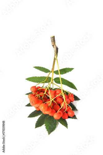 Bild auf Leinwand Mountain ash branch on white background close up