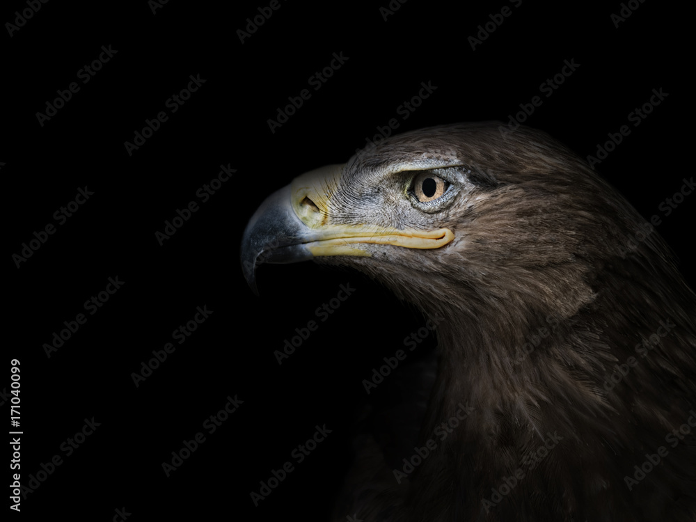 Fototapeta premium eagle in profile close-up on a black background