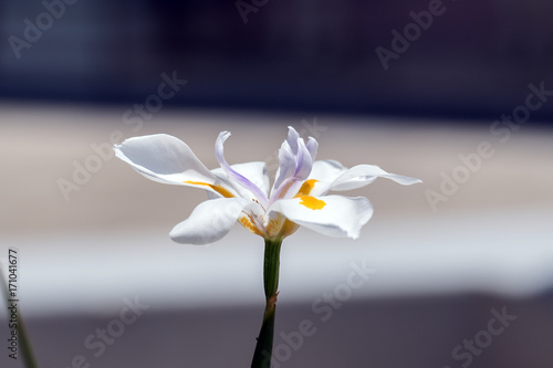Fototapeta Naklejka Na Ścianę i Meble -  Flower of large wild iris with yellow veins on petals (Dietes grandiflora)