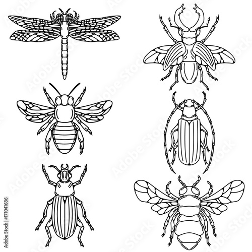 Set of beetle illustrations isolated on white background.