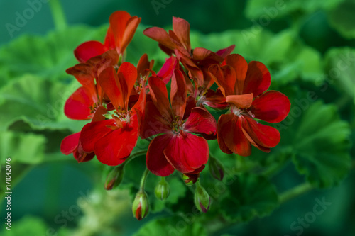 Fototapeta Naklejka Na Ścianę i Meble -  Flowers of blood-red geranium (Geranium sanguineum)