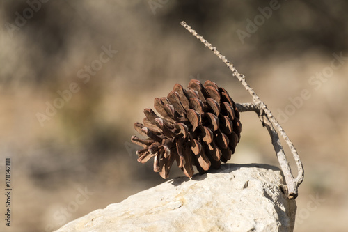 Pine cone lies on a stone on a blurred background 