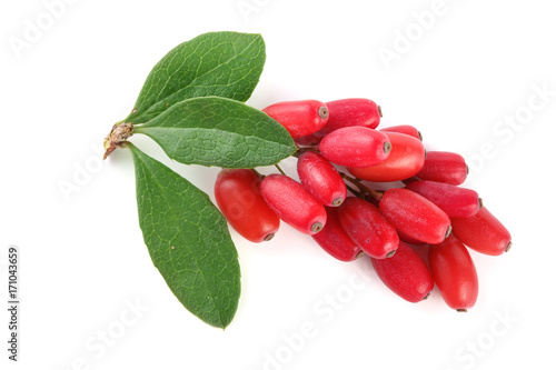 fresh barberry twig with leaves isolated on a white background