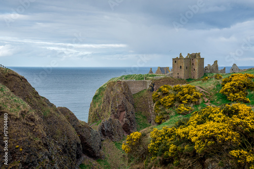 Yellow flowers in front of Dunnottar Castle in spring, Scotland