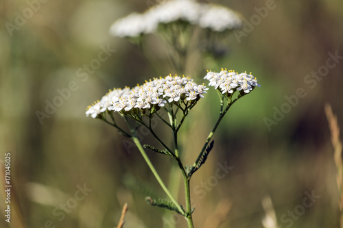 Medicinal herbs: Flowers common yarrow (Achillea millefolium) photo