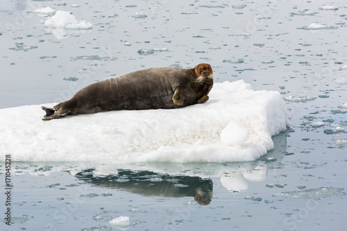 Bearded Seal is resting on an ice floe, Svalbard, Spitsbergen, Norway