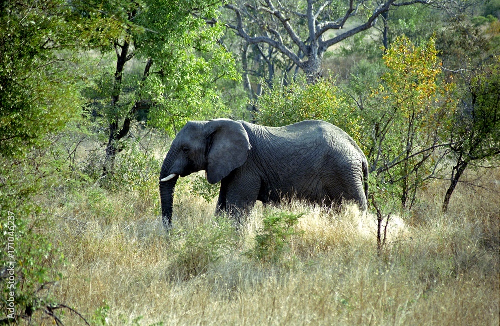 Fototapeta premium African elephant, Kruger National Park, South African Republic
