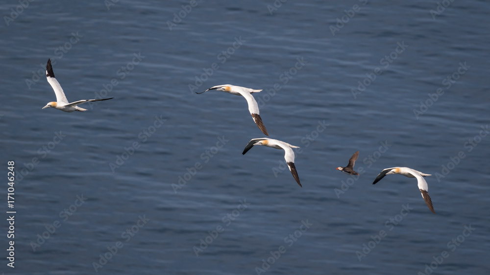 Gannets in flight Gannets in flight