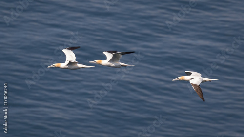 Gannets in flight © fotogenix