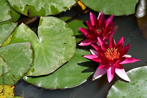 Water Lilies, Terra Nostra Park, Furnas, Azores photo