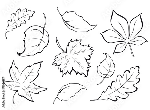 different autumn leaves stemps